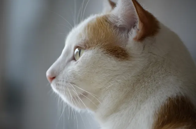 *Just Released* $1.50 off When You Buy 1 Bag Of Purina Wonders