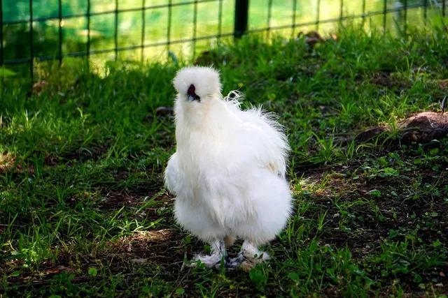 Sign Up for Silkies Insider For Free, Enjoy 25% Off + Free Shipping!