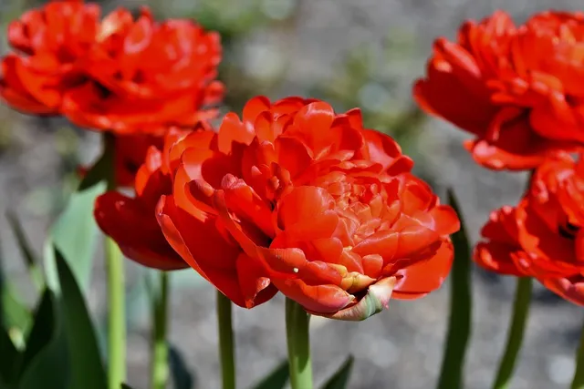 Paradise Tulips – BOGO!!