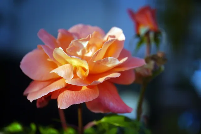 Still Time: Save up to 25% on Mother’s Day Flowers, Plants & Gifts