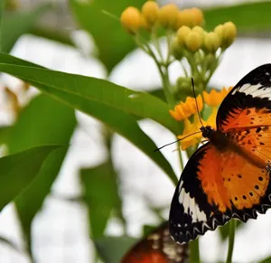 Insect Lore Live Butterfly Garden for $11.88 only!