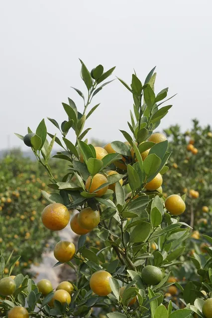 *Just Released* $1.00 off 2 Old Orchard Cranberry Naturals
