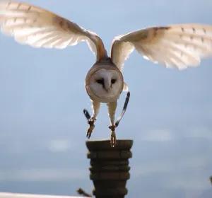 owl