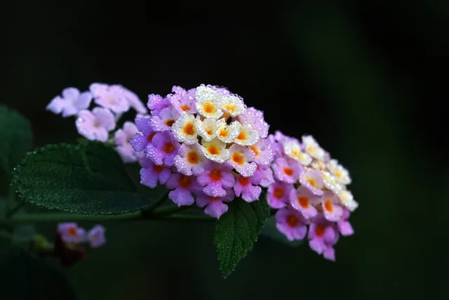 Proflowers