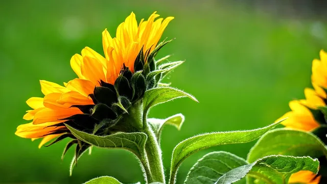BOGO Giant Sunflowers $10 + s&h
