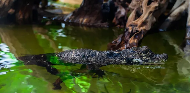 Crocs for the Whole Family 60% OFF Sale