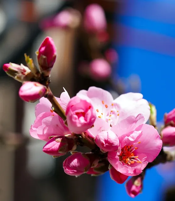 *Just Released* $1.00 off any (1) Silk Pure Almond half gallon