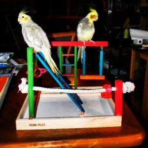 birds1