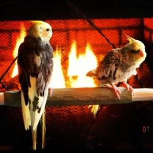 birds3