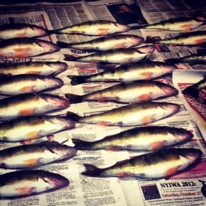 perch